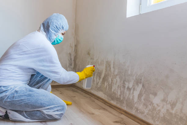 Licensed Mold Removal service in Upperville, VA - WQB Mold Removal